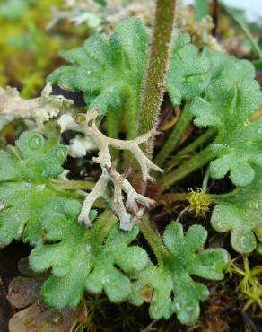 Fotografia 2 da espécie Saxifraga dichotoma no Jardim Botânico UTAD