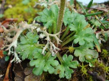 Fotografia da espécie Saxifraga dichotoma