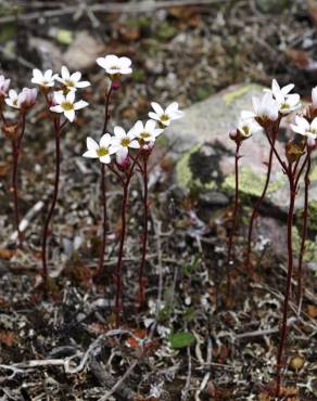 Fotografia 3 da espécie Saxifraga dichotoma no Jardim Botânico UTAD