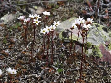 Fotografia da espécie Saxifraga dichotoma