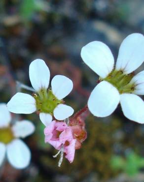 Fotografia 5 da espécie Saxifraga dichotoma no Jardim Botânico UTAD