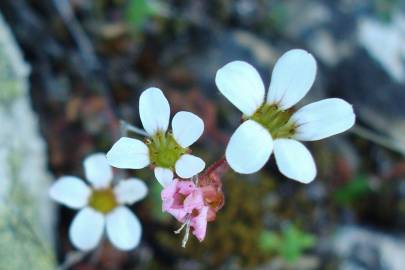 Fotografia da espécie Saxifraga dichotoma