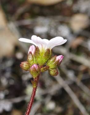 Fotografia 6 da espécie Saxifraga dichotoma no Jardim Botânico UTAD