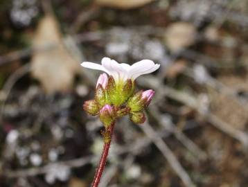 Fotografia da espécie Saxifraga dichotoma