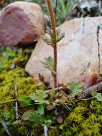 Fotografia da espécie Saxifraga dichotoma