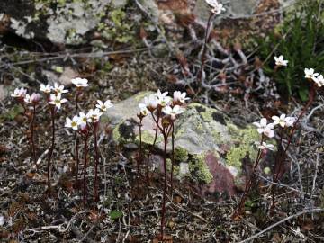 Fotografia da espécie Saxifraga dichotoma