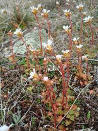 Fotografia da espécie Saxifraga dichotoma