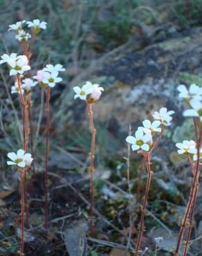 Fotografia 11 da espécie Saxifraga dichotoma no Jardim Botânico UTAD