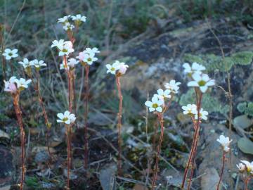 Fotografia da espécie Saxifraga dichotoma