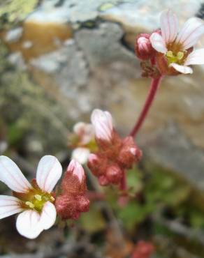 Fotografia 1 da espécie Saxifraga dichotoma no Jardim Botânico UTAD