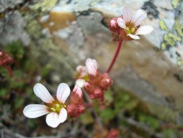 Fotografia da espécie Saxifraga dichotoma