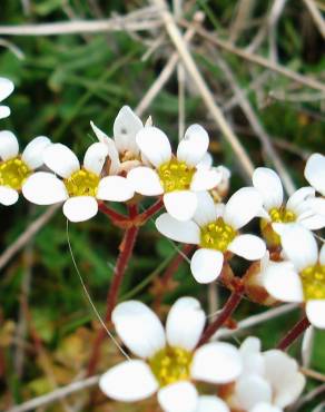 Fotografia 12 da espécie Saxifraga dichotoma no Jardim Botânico UTAD