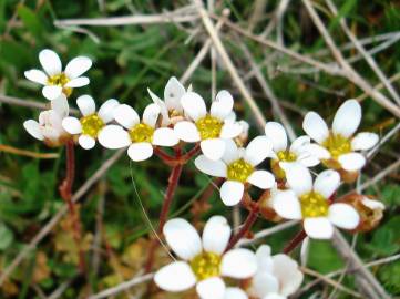 Fotografia da espécie Saxifraga dichotoma