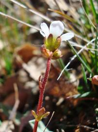 Fotografia da espécie Saxifraga dichotoma