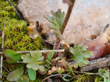 Fotografia da espécie Saxifraga dichotoma