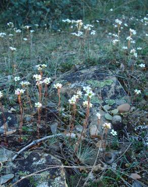 Fotografia 15 da espécie Saxifraga dichotoma no Jardim Botânico UTAD