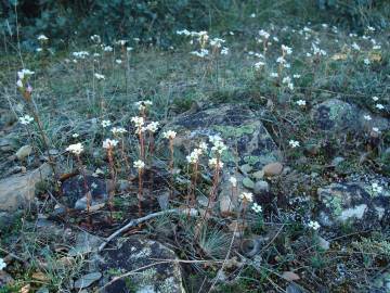 Fotografia da espécie Saxifraga dichotoma