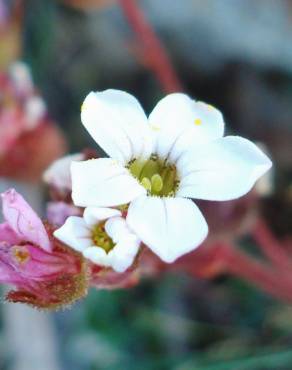 Fotografia 16 da espécie Saxifraga dichotoma no Jardim Botânico UTAD