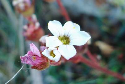 Fotografia da espécie Saxifraga dichotoma