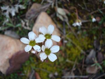 Fotografia da espécie Saxifraga dichotoma