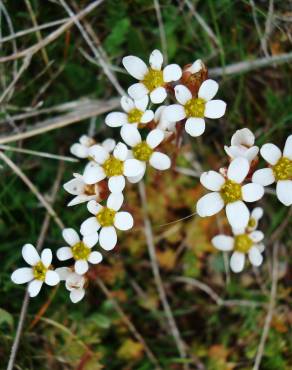 Fotografia 18 da espécie Saxifraga dichotoma no Jardim Botânico UTAD