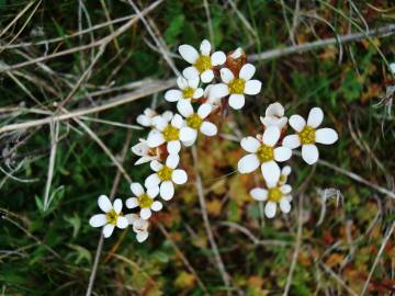 Fotografia da espécie Saxifraga dichotoma