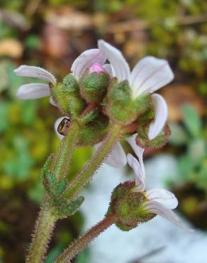 Fotografia 19 da espécie Saxifraga dichotoma no Jardim Botânico UTAD