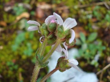 Fotografia da espécie Saxifraga dichotoma