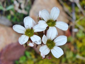 Fotografia da espécie Saxifraga dichotoma