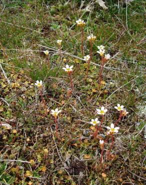 Fotografia 22 da espécie Saxifraga dichotoma no Jardim Botânico UTAD