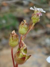 Fotografia da espécie Saxifraga dichotoma