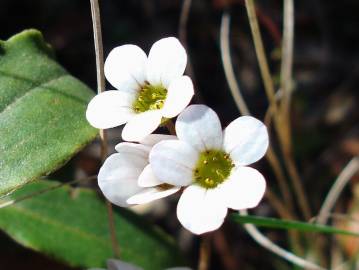 Fotografia da espécie Saxifraga dichotoma