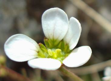 Fotografia da espécie Saxifraga dichotoma