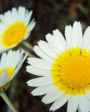 Fotografia da espécie Leucanthemopsis pulverulenta