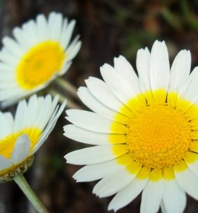 Fotografia de capa Leucanthemopsis pulverulenta - do Jardim Botânico