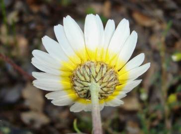 Fotografia da espécie Leucanthemopsis pulverulenta