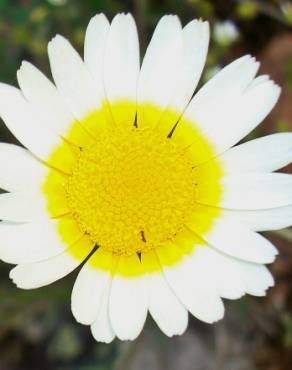 Fotografia 3 da espécie Leucanthemopsis pulverulenta no Jardim Botânico UTAD