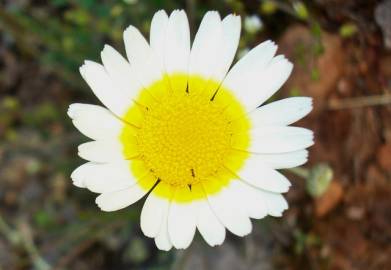 Fotografia da espécie Leucanthemopsis pulverulenta