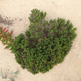 Fotografia da espécie Thymus carnosus