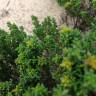 Fotografia 4 da espécie Thymus carnosus do Jardim Botânico UTAD