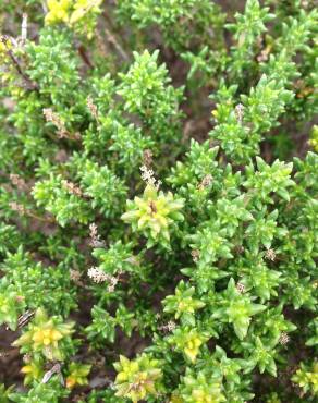 Fotografia 6 da espécie Thymus carnosus no Jardim Botânico UTAD