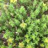 Fotografia 6 da espécie Thymus carnosus do Jardim Botânico UTAD