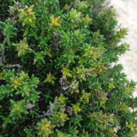 Fotografia da espécie Thymus carnosus