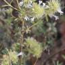 Fotografia 7 da espécie Thymus mastichina do Jardim Botânico UTAD