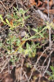 Fotografia da espécie Thymus mastichina