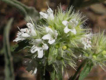 Fotografia da espécie Thymus mastichina