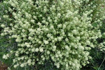 Fotografia da espécie Thymus mastichina