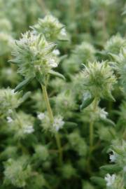 Fotografia da espécie Thymus mastichina