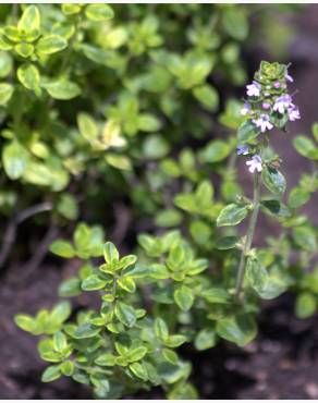 Fotografia 9 da espécie Thymus x citriodorus no Jardim Botânico UTAD