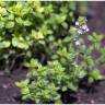 Fotografia 9 da espécie Thymus x citriodorus do Jardim Botânico UTAD